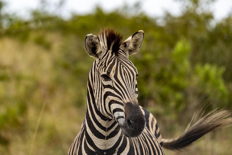 Zebra in the wild